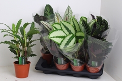Calathea Mixed 3 Varietys 14Ø 45cm