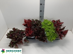 Begonia Leaf Beleaf Mix 12Ø 22cm