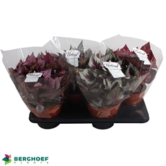 Begonia Leaf Beleaf Mix 17Ø 33cm
