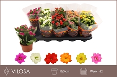 Kalanchoe Double Mix 10Ø 23cm