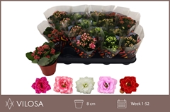 Kalanchoe Double Mix 8Ø 15cm