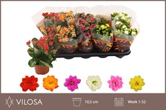 Kalanchoe Double Mix 10Ø 23cm