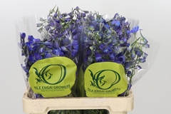 Delphinium Single Volkerfrieden 60cm