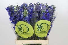 Delphinium Single Volkerfrieden 70cm