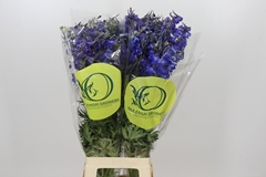 Delphinium Single Volkerfrieden 80cm