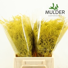 Asparagus Setaceus Painted Yellow 45cm