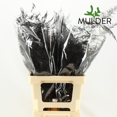 Asparagus Setaceus Painted Black 65cm