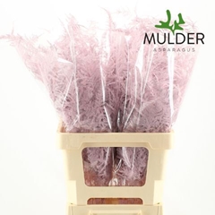 Asparagus Setaceus Painted Light Pink 65cm