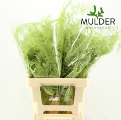 Asparagus Setaceus Painted Mint 65cm