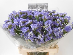 Limonium Sinuatum Sky Wings 60cm 30gr.