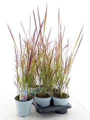 Imperata Cylindrica Red Baron 17Ø 80cm