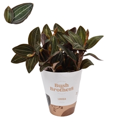 Ludisia Discolor 12Ø 40cm 4st