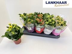 Kalanchoe Double Perfecta Mix 12Ø 24cm