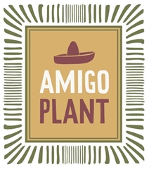 Agave Shaka Zulu 12Ø 38cm