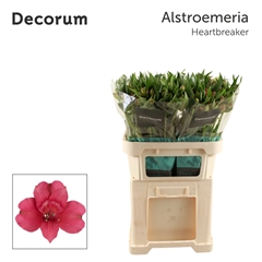 Alstroemeria Heartbreaker 75cm 70gr.