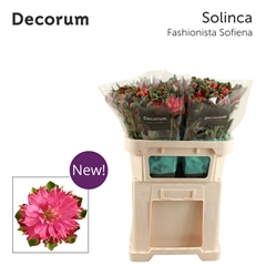 Alstroemeria Fashionista Sofiena 70cm