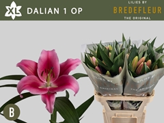 Lily Oriental Dalian 80cm 1+