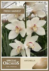 Cymbidium Antonella 80cm