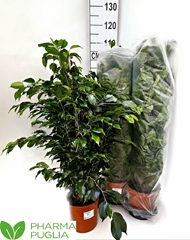 Ficus Benjamina Danielle 19Ø 95cm