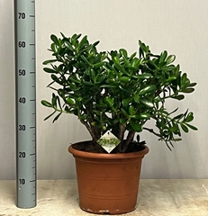 Crassula Ovata 30Ø 65cm