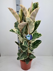 Ficus Tineke 27Ø 110cm