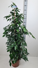 Ficus Benjamina Danielle 27Ø 150cm