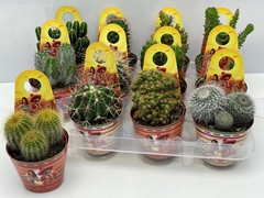Cactus Mix 8Ø 10cm