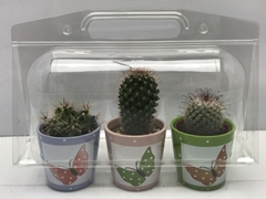 Cactus Mix 8Ø 9cm
