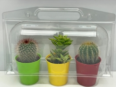 Cactus Mix 7Ø 9cm