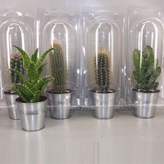 Cactus Mix 7Ø 9cm
