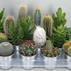 Cactus Mix 7Ø 9cm