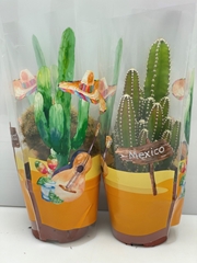 Cactus Mix 8Ø 9cm