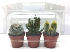 Cactus Mix 8Ø 8cm