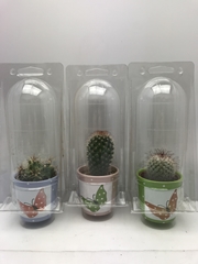 Cactus Mix 8Ø 9cm