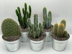 Cactus Mix 19Ø 27cm
