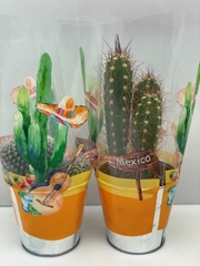 Cactus Mix 9Ø 9cm