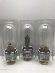Cactus Mix 8Ø 9cm