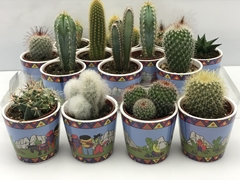 Cactus Mix 8Ø 8cm