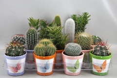Cactus Mix 8Ø 8cm
