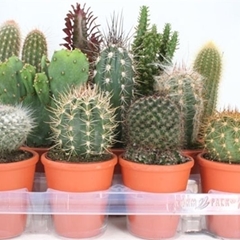 Cactus Mix 9Ø 10cm