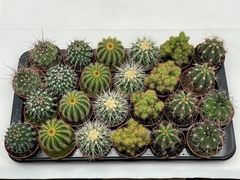 Cactus Mix 8Ø 9cm