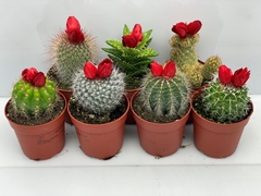 Cactus Decorated 8Ø 12cm