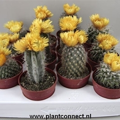 Cactus Decorated 6Ø 10cm