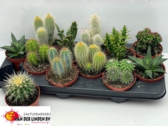 Cactus Mix 10Ø 10cm