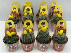 Cactus Mix 8Ø 10cm