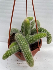 Cactus Hangplant 15Ø 15cm