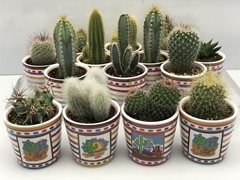 Cactus Mix 8Ø 8cm