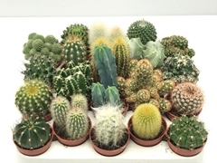 Cactus Mix 5Ø 6cm
