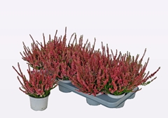 Calluna WiBo's Rot 11Ø 20cm
