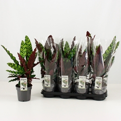 Calathea Lancifolia 14Ø 60cm